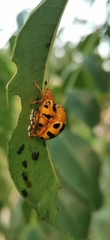 Podontia affinis