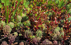 Sedum microcarpum
