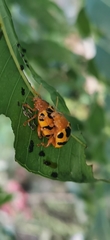 Podontia affinis