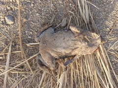 Rhinella horribilis