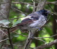 Trochocercus cyanomelas