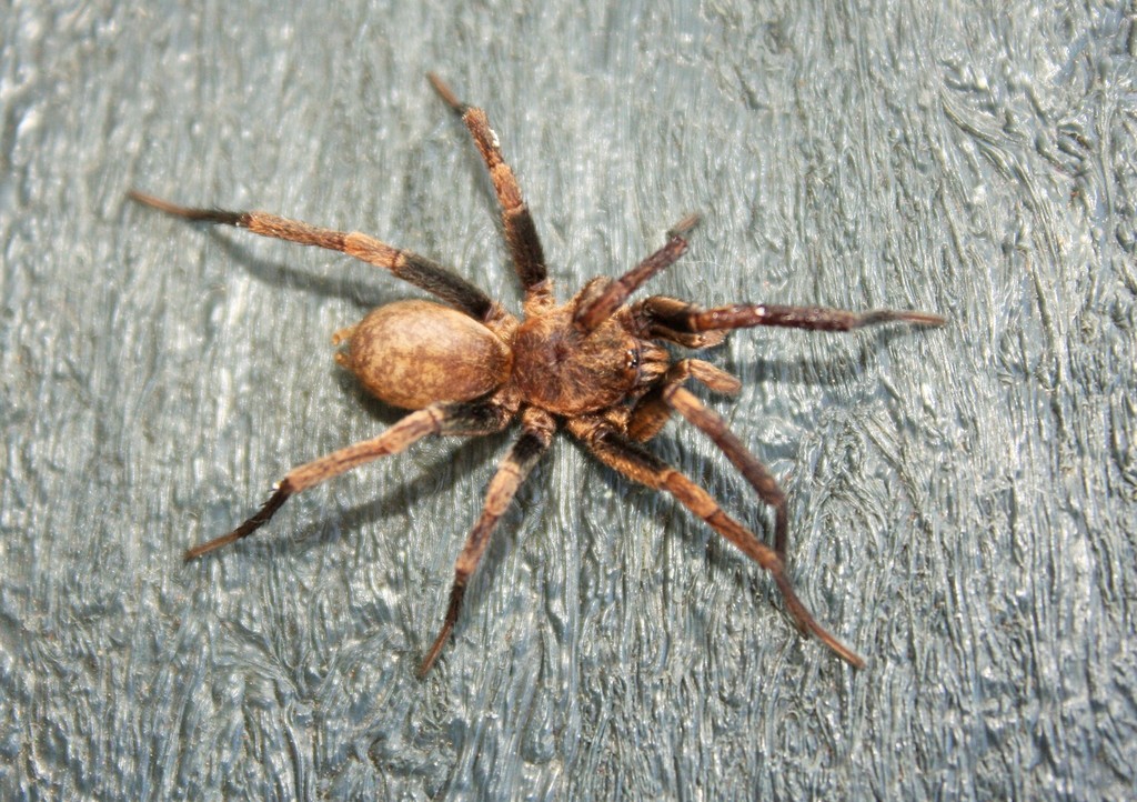 Brachytheliscus bicolor from Dawncrest, Westville, 3629, South Africa