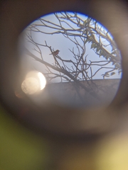 Pyrocephalus rubinus