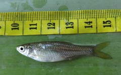 Rasbora argyrotaenia