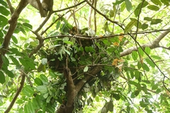 Pan troglodytes verus