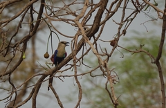Coracias cyanogaster