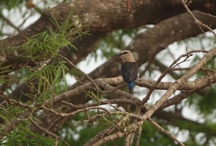 Coracias cyanogaster