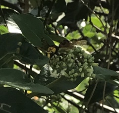 Delta pyriforme pyriforme