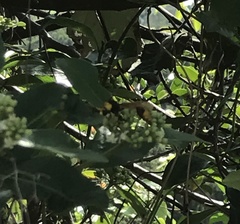 Delta pyriforme pyriforme