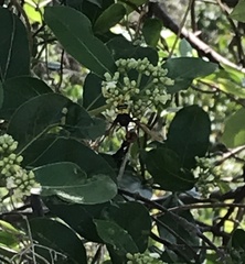 Delta pyriforme pyriforme