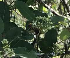 Delta pyriforme pyriforme