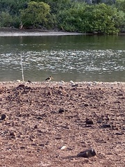 Haematopus palliatus