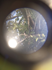 Pyrocephalus rubinus