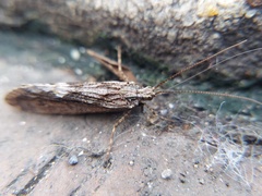 Trichoptera