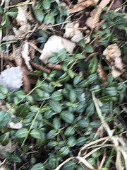 Vinca minor