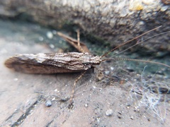 Trichoptera