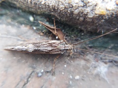 Trichoptera