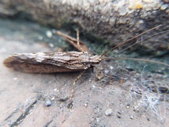 Trichoptera