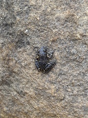 Litoria meiriana