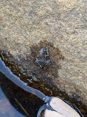 Litoria meiriana
