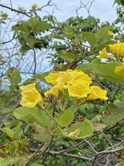 Cordia lutea