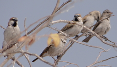 Passer motitensis