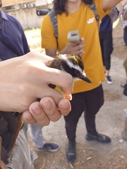 Pitangus sulphuratus