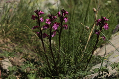 Pedicularis nordmanniana