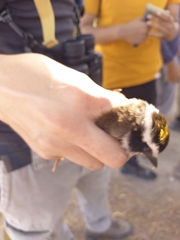 Pitangus sulphuratus