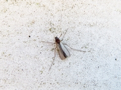 Chironomidae