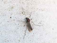 Chironomidae