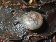 Austrochloritis wollemiensis