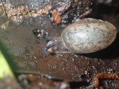 Austrochloritis wollemiensis