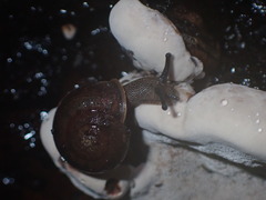 Austrochloritis wollemiensis