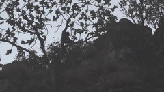 Pan troglodytes verus