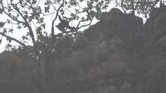 Pan troglodytes verus