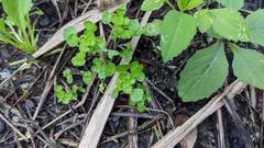 Pilea peploides major