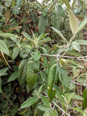 Buddleja nitida