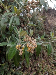 Buddleja nitida