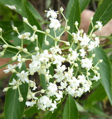 Sambucus nigra