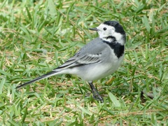 Motacilla alba
