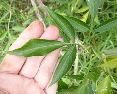 Sambucus nigra