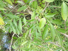 Sambucus nigra