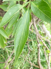 Sambucus nigra