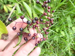 Sambucus nigra