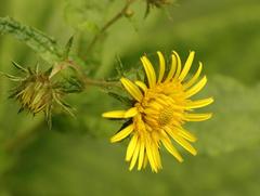 Berkheya montana