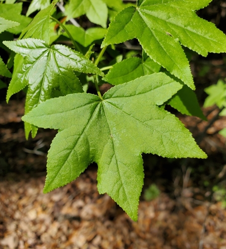 Liquidambar image