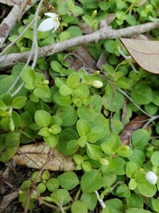 Image of Houstonia procumbens