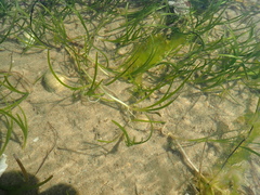 Zostera noltei