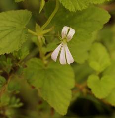 Pelargonium dispar